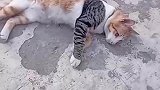 我是一个社会猫，别惹我啊