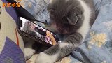 猫咪不仅会看视频还会翻页，除了成精根本无法解释！