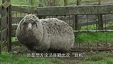 “最没骨气”的绵羊，逃跑6年后，拖着50斤的羊毛求主人剪毛！