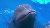 如此聪明通人性的白鲸，你们喜欢吗反正我是爱了
