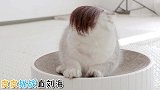 如果猫咪长出人的头发，会是什么样子？主人：太辣眼睛！