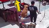 10楼业主向窗外抛垃圾，险些砸到人和狗