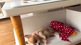 短腿小柯基睡觉居然踢被子！