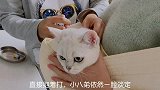 阳光正好，带猫咪打疫苗的日常vlog