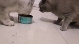 熊猫：摔死我了，不玩了不玩了