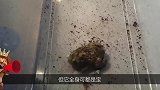 牛蛙这么残暴，能吃河豚吗扔进去试试不就知道了