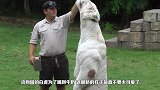 小白虎出门贪玩，被老妈一声吼吓到腿软，老老实实回家了