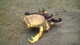 小章鱼大战巨大黄金蟹，坚硬无比的黄金蟹，竟然被小章鱼几口吞掉