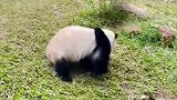 动物园的国宝，这些熊猫都很奇葩？