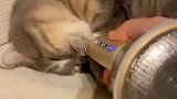 猫咪睡觉打呼噜，呼噜声用麦克风放大后，发现了另一个世界
