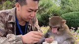 葱是麦兜的最爱萌宠