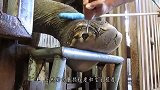 饲养员给大象修脚超解压！一顿操作猛如虎，看得人“好过瘾”！
