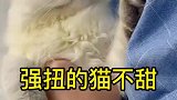 强扭的猫不甜啊，猫语交流