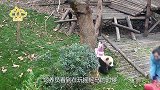 小熊猫正在玩耍，饲养员却拿走摇摇马，气得它在地上打滚