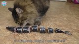 把鱼分成七个部分放在猫面前，猫会先吃哪个部分呢看完涨知识了