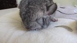 可爱小龙猫打瞌睡，发出吱吱声