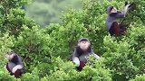 实拍：好像童话里的猴子啊