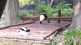 蠢萌的大熊猫，这一动作真是可爱到了天际，不信你们看！