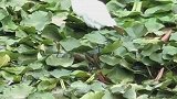 荷花池中的一支丹顶鹤