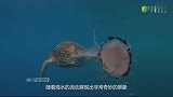 海龟吃水母，一口吸进去就像吃面条一样，活这么大还是第一次见！