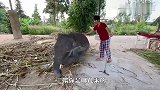 狗狗闯入大象领地，大象气的上去就是一脚：我看你是活腻了！