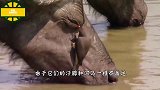 水牛在泥潭玩得正欢，突然一只雄狮扑了过来，结果狮子悲剧了！