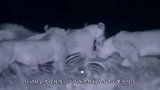 狮子围攻河马，怎料被河马一口咬碎头骨，狮子瞬间惨死当场