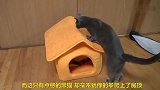 看着别人住的小窝有点嫉妒，这只猫咪做出了疯狂的举动