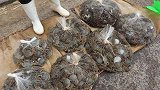 东北大妈请工人吃饭，蒸一大锅河蟹，20几个人吃的真过瘾