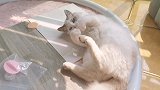 猫鼠大战：老鼠跟宠物猫杠起来了？铲屎官凑近一看，这是个啥玩意