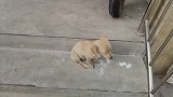 路上遇见一只被扔掉的小狗，不会找食物肚子很饿，太可怜了