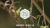 为什么母螳螂要“吃夫”？原来不是为了下一代，看后涨知识了