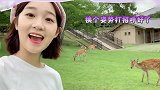 李子璇去奈良看鹿，亲切的和鹿打招呼，太可爱了