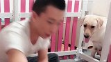 赛文就在一旁看着主人教育孩子，看到情况不对，赶紧制止