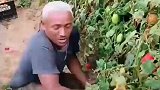 摘番茄喽，新鲜采摘