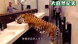 老外在厕所遇见一只老虎，以为是假的，不料老虎回头了