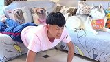 主人做俯卧撑，看蛋黄和开心怎么对待他的，结局你们忍住别笑