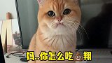 当我在吃螺蛳粉时，小猫咪的表情让我不解，难道真的有这么臭吗？