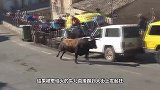 老牛被两条恶犬纠缠，下一秒直接开干，镜头记录恶犬悲惨画面