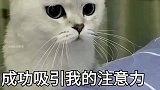 铲屎官你这样耍猫咪会让它一晚上睡不着的