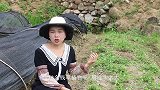 栽种金钱草要注意哪些？看完就知道，生长还旺盛