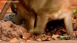 泰坦从不缠着妈妈都是自己玩，猴妈妈这样做，难怪孩子那么独立！