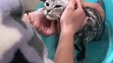 全程尖叫，你们的猫咪洗澡乖么