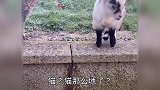 小羊：我今天必须磕你一下！