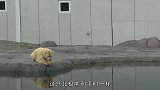 当地震来临时，北极熊会有什么反应网友这心态值得学习