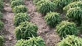 刚开始我以为你在菜地里说梦话呢