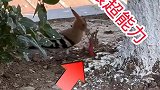 想不到戴胜鸟竟然还会挖坑
