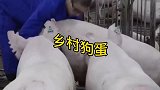 猪场常用消毒药种类及适用范围
