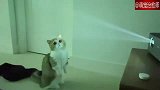 主人在用投影仪放电影，猫咪还想去扑：我捉到一缕光！