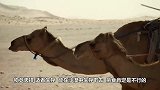 为什么骆驼是唯一敢吃仙人掌的动物？看完瑟瑟发抖